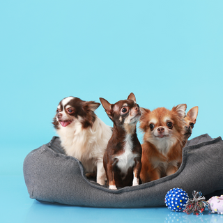 The Ultimate Guide to Choosing the Best Pet Accessories for Your Furry Friend